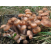 Мицелий Опенка темного / Опенок грунтовой (Armillaria ostoyae)